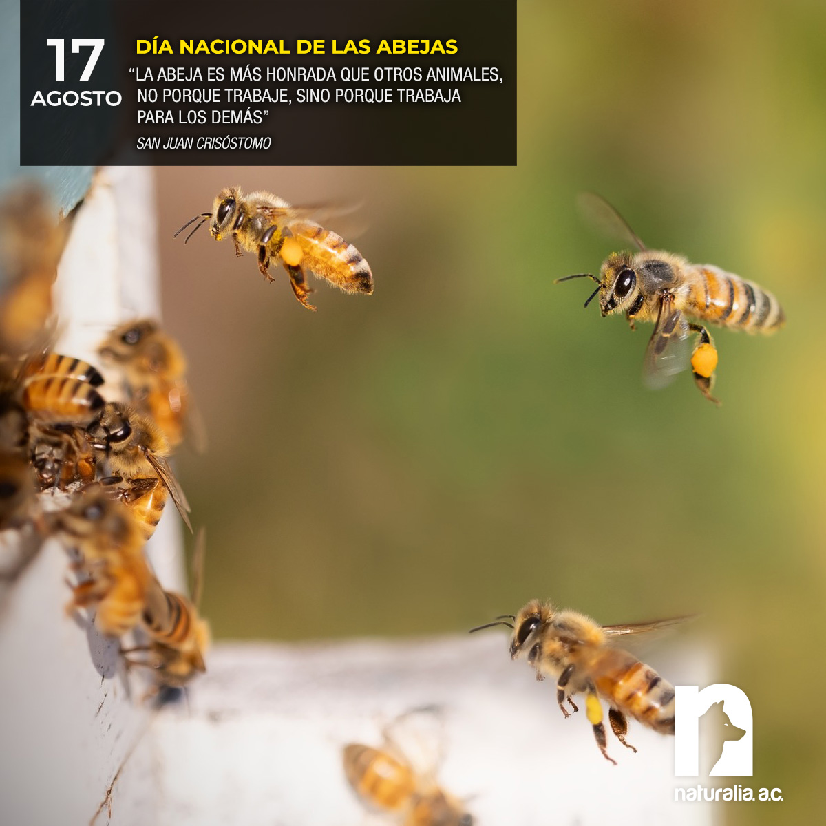 17 agosto
Día Nacional de las abejas
"La abeja es mas honrada que otros animales, no porque trabaje, sino porque trabaja para los demás
- SanJuan Crisóstomo