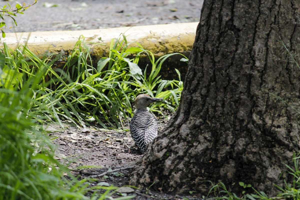 C_Ahuizotl's tweet photo. Es de mi agrado comunicarles que llegué a las 300 especies en Naturalista (500 observaciones), la mayoría en la zona urbana de Azcapotzalco-Naucalpan.
Se que no es mucho pero para ser una zona urbana con pocos estudios y nulo esfuerzos por la biodiversidad sí es significativo. https://t.co/YtFSFFCAb5