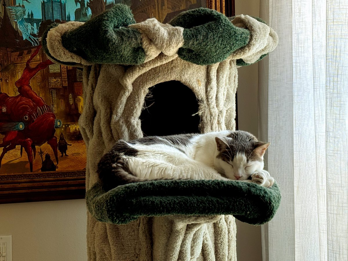#internationalcatday2024