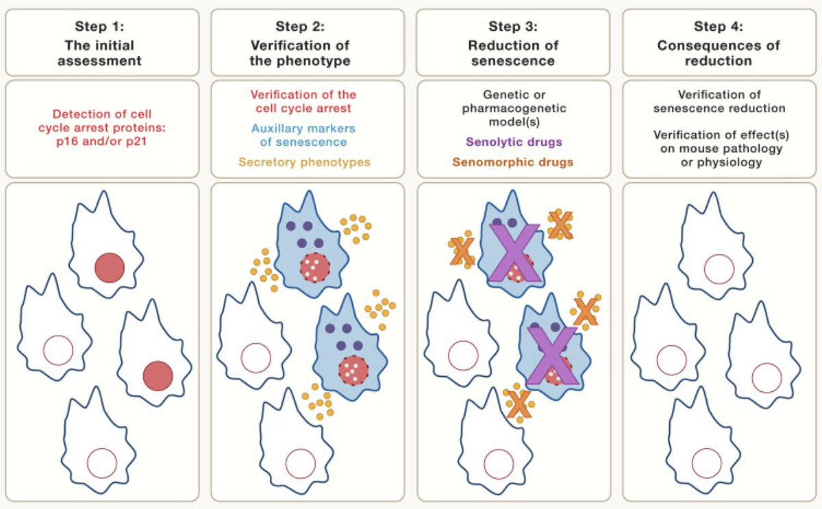 The Guidelines for minimal information on cellular senescence experimentation #MICSE are now available <a href="/CellCellPress/">Cell</a>: "...an overview of senescence markers in rodent tissues, transgenic models, non-mammalian systems, human tissues, and tumors and their use in the identification