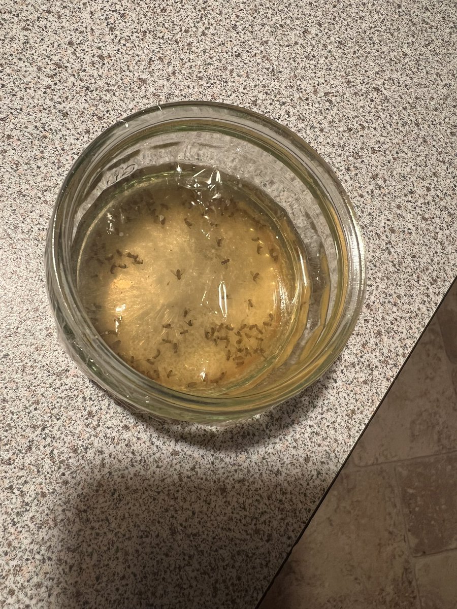 dfillmore's tweet photo. @slutsaucekhloe Caught all these in 24 hrs. Cider vinegar mixed with a little bit of dish soap in a short glass, clingfilm on top with holes stabbed in it https://t.co/6poWBSZrLh