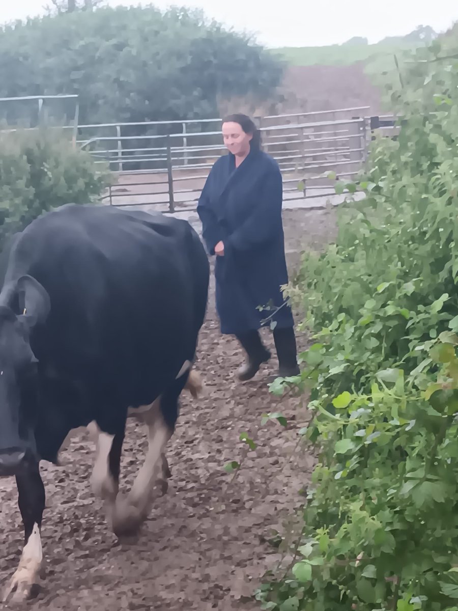 Trenance Dairy tweet media