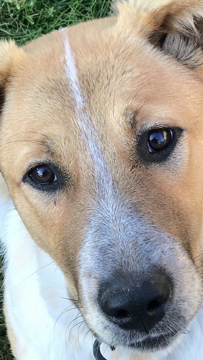 scribbobyrne's tweet photo. One smart cookie 🤓 
#farmdog #cowdog https://t.co/2ngXAe09Lu