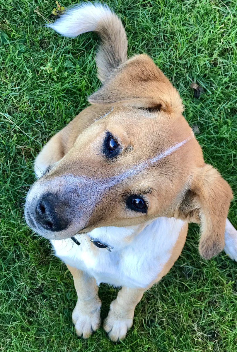 scribbobyrne's tweet photo. One smart cookie 🤓 
#farmdog #cowdog https://t.co/2ngXAe09Lu