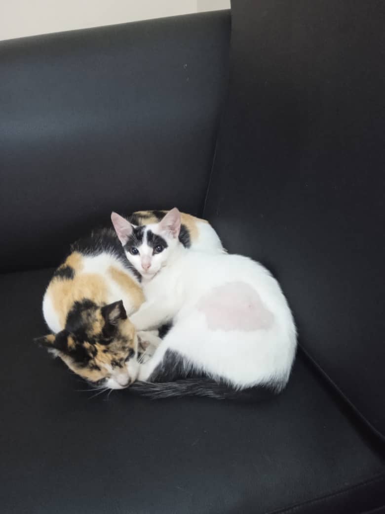 yaracalcagno's tweet photo. Difundo. Ya tengo 6 meses y sigo buscando un hogar,ya estoy esterilizada, número de contacto 04129212725 la Pastora. https://t.co/1T5UGDuSbT