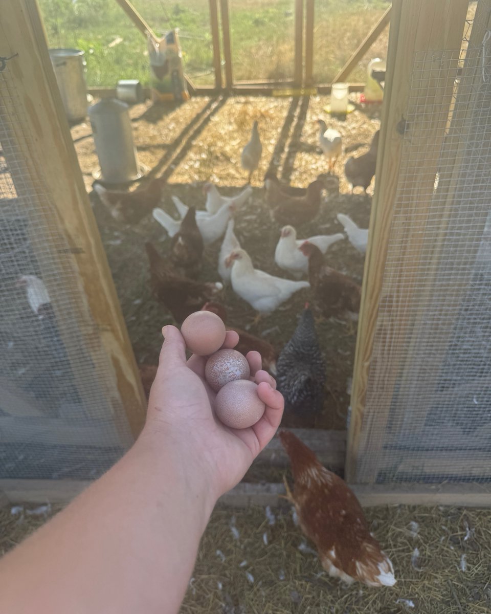 FemaleRancher's tweet photo. Lots of chicken eggs for me today! 🥚 I need to make a stand for my eggs so the community can buy them. Do you do this in your community? Comment below! 👇

#FarmLife #FreshEggs #EggStand #CommunitySupport #FarmFresh #EggBusiness #SustainableLiving #ChickenCare #FarmChores https://t.co/u0bfejWwuN