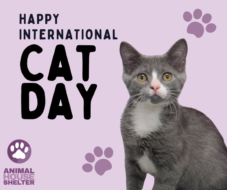 Animal House Shelter tweet media