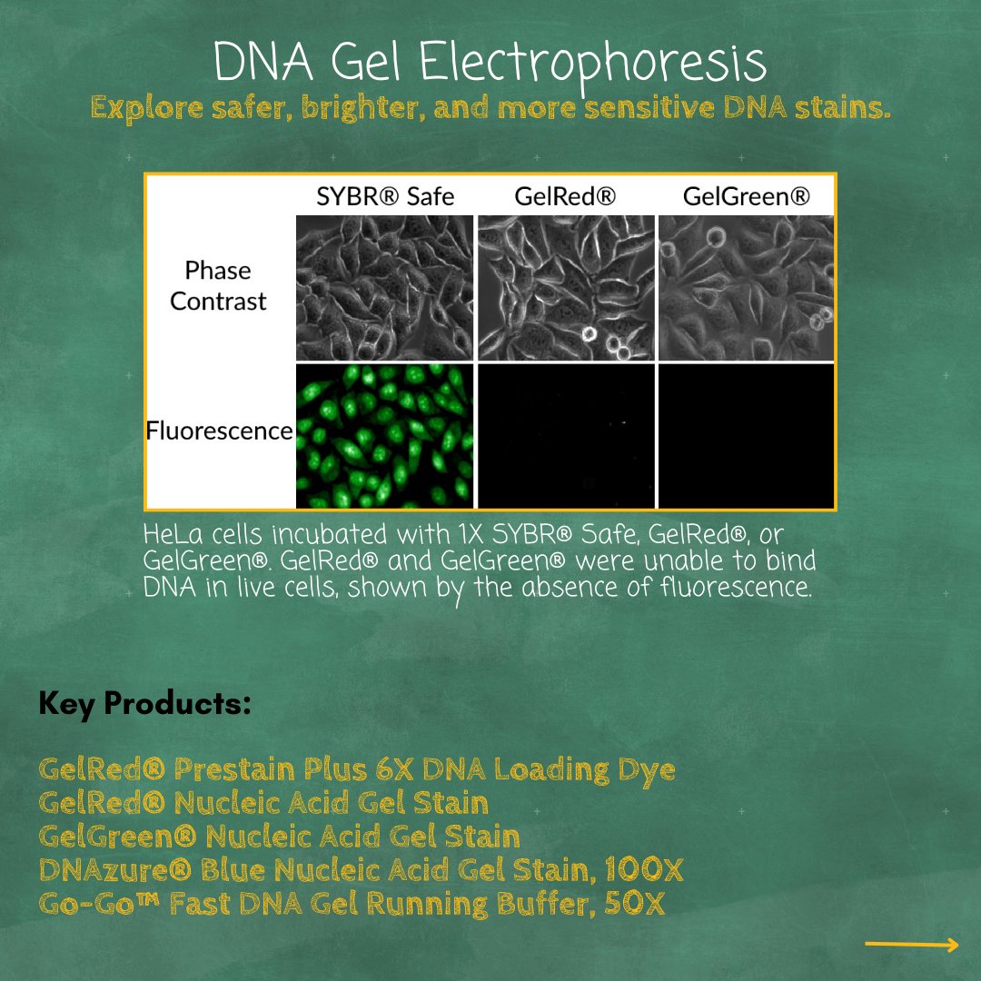 biotium's tweet image. It&apos;s almost back to school, is your lab ready? Promoting convenience in the classroom.

Stock up on our many products for education at: biotium.info/3YAcwv2

#backtoschool #collegescience #universitylab #collegelab #labtools #labequipment #labhelp #pcr #gelstain #dna