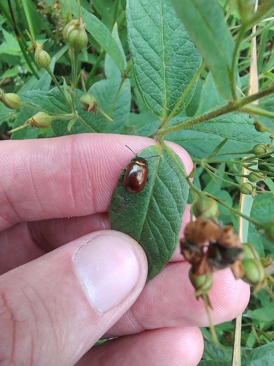 Jim Horsfall (@jim_horsfall) on Twitter photo Spotted a few things around <a href="/YWTPottericCarr/">Yorkshire Wildlife Trust - Potteric Carr</a> today. Comma caterpillar on Wych Elm, Trifid Bur-marigold, a mite gall on Yellow Loosestrife, and Knotgrass Leaf Beetle. Finding things you aren't looking for is a nice bonus for the day. Spotted a few things around <a href="/YWTPottericCarr/">Yorkshire Wildlife Trust - Potteric Carr</a> today. Comma caterpillar on Wych Elm, Trifid Bur-marigold, a mite gall on Yellow Loosestrife, and Knotgrass Leaf Beetle. Finding things you aren't looking for is a nice bonus for the day.
