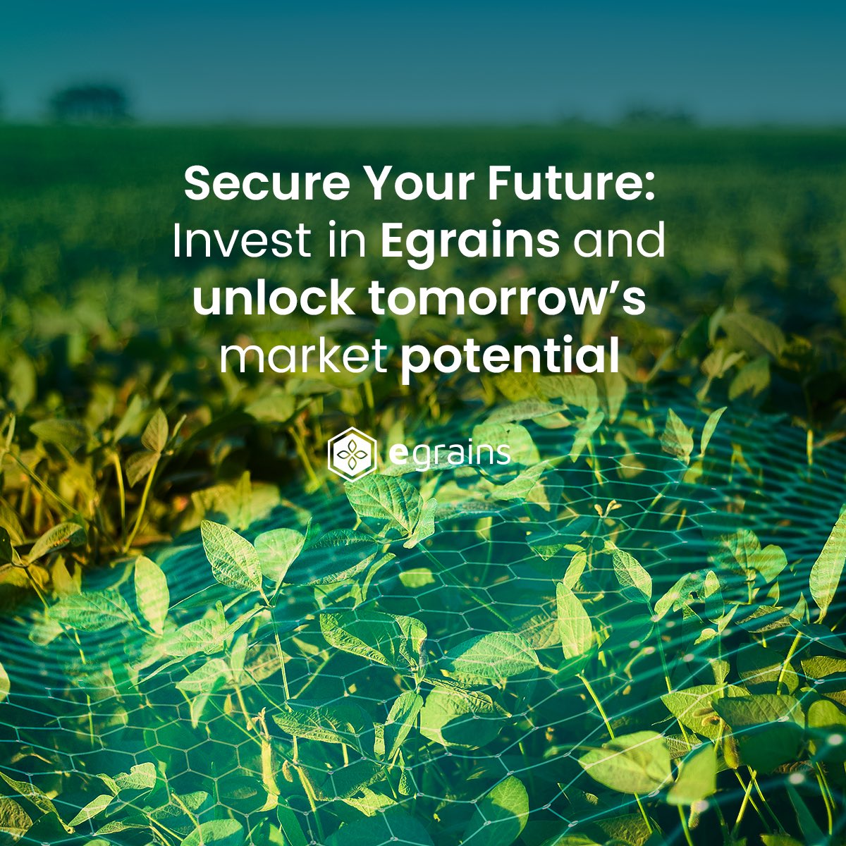 eGRAINS (hiring!) tweet media