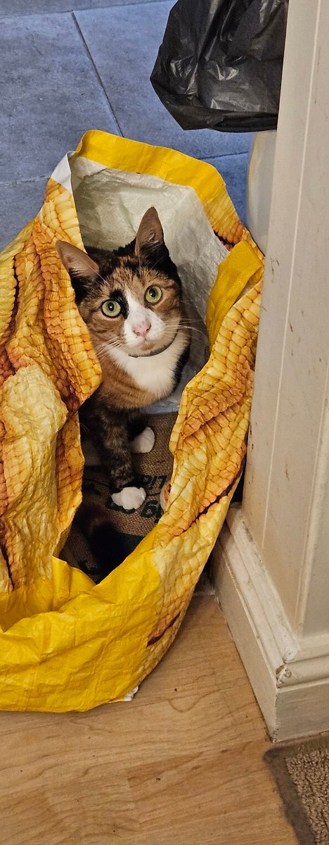 fjchappell's tweet photo. @Number10cat Mischief - standard for Annie https://t.co/sXXjaGMbSR