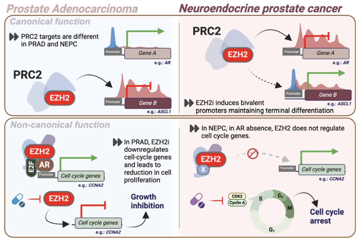 Misha Beltran (@mishabeltran) on Twitter photo Congratulations <a href="/Bajji/">Balaji</a>! Our new paper <a href="/NatureComms/">Nature Communications</a> highlights the context specific role of EZH2 in prostate cancer. Thank you to many collaborators <a href="/maverybrown/">Myles Brown</a> <a href="/RickmanLab/">Rickman Lab</a> and funding support <a href="/PCFnews/">Prostate Cancer Foundation</a> <a href="/df_hcc/">DF/HCC</a> <a href="/theNCI/">National Cancer Institute</a> #SPORE
rdcu.be/dQo0P
<a href="/DanaFarber/">Dana-Farber</a> #BeltranLab Congratulations <a href="/Bajji/">Balaji</a>! Our new paper <a href="/NatureComms/">Nature Communications</a> highlights the context specific role of EZH2 in prostate cancer. Thank you to many collaborators <a href="/maverybrown/">Myles Brown</a> <a href="/RickmanLab/">Rickman Lab</a> and funding support <a href="/PCFnews/">Prostate Cancer Foundation</a> <a href="/df_hcc/">DF/HCC</a> <a href="/theNCI/">National Cancer Institute</a> #SPORE
rdcu.be/dQo0P
<a href="/DanaFarber/">Dana-Farber</a> #BeltranLab