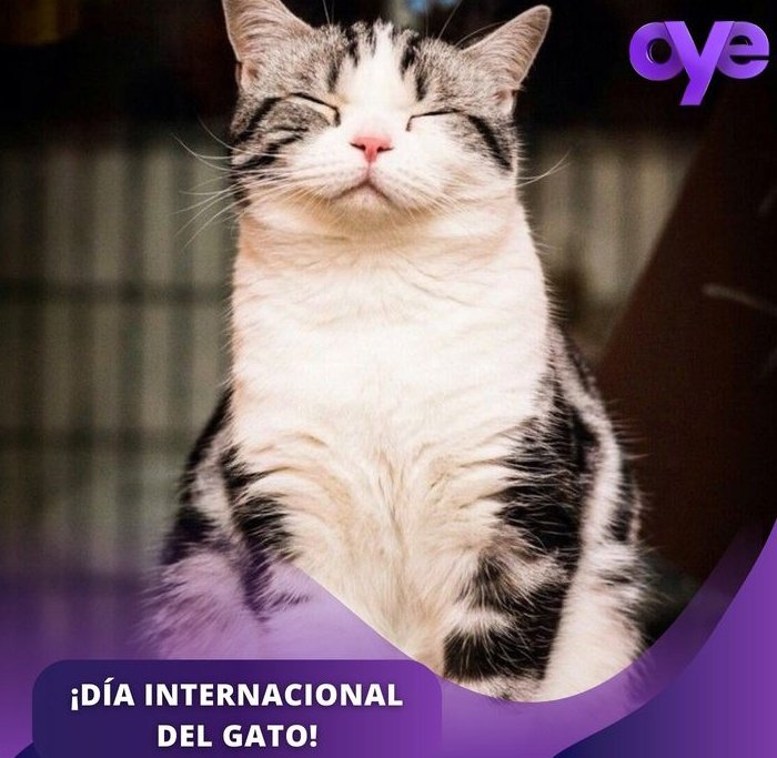 ADOPTA🐾🐾AYUDA🐾🐾 tweet media