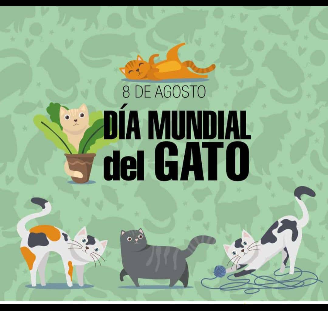Hoy 08 de agosto se celebra el Día Internacional del Gato.