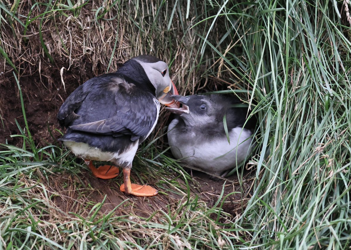 fionaliddiard's tweet photo. Atlantic puffin colony at Hafnarhólmi, Borgarfjörður Eystri, east Iceland 7/8/24. I spotted a curious puffling in its burrow and waited for its parent to return. Taken in low light at 9:30pm so quite noisy. Lovely to see though 🥰 https://t.co/02hirX7n4x