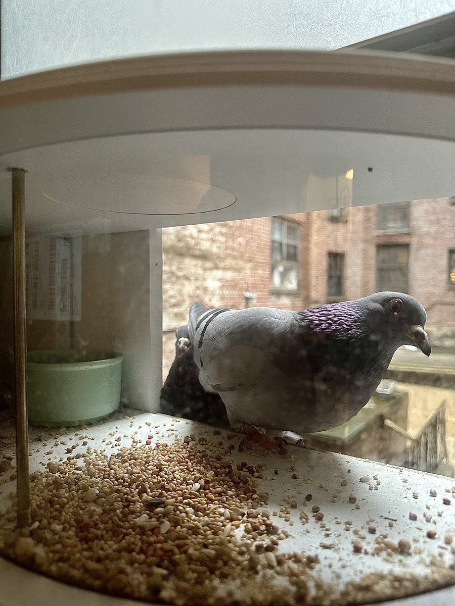 Pigeon # 1 — the first to master the window box feeder