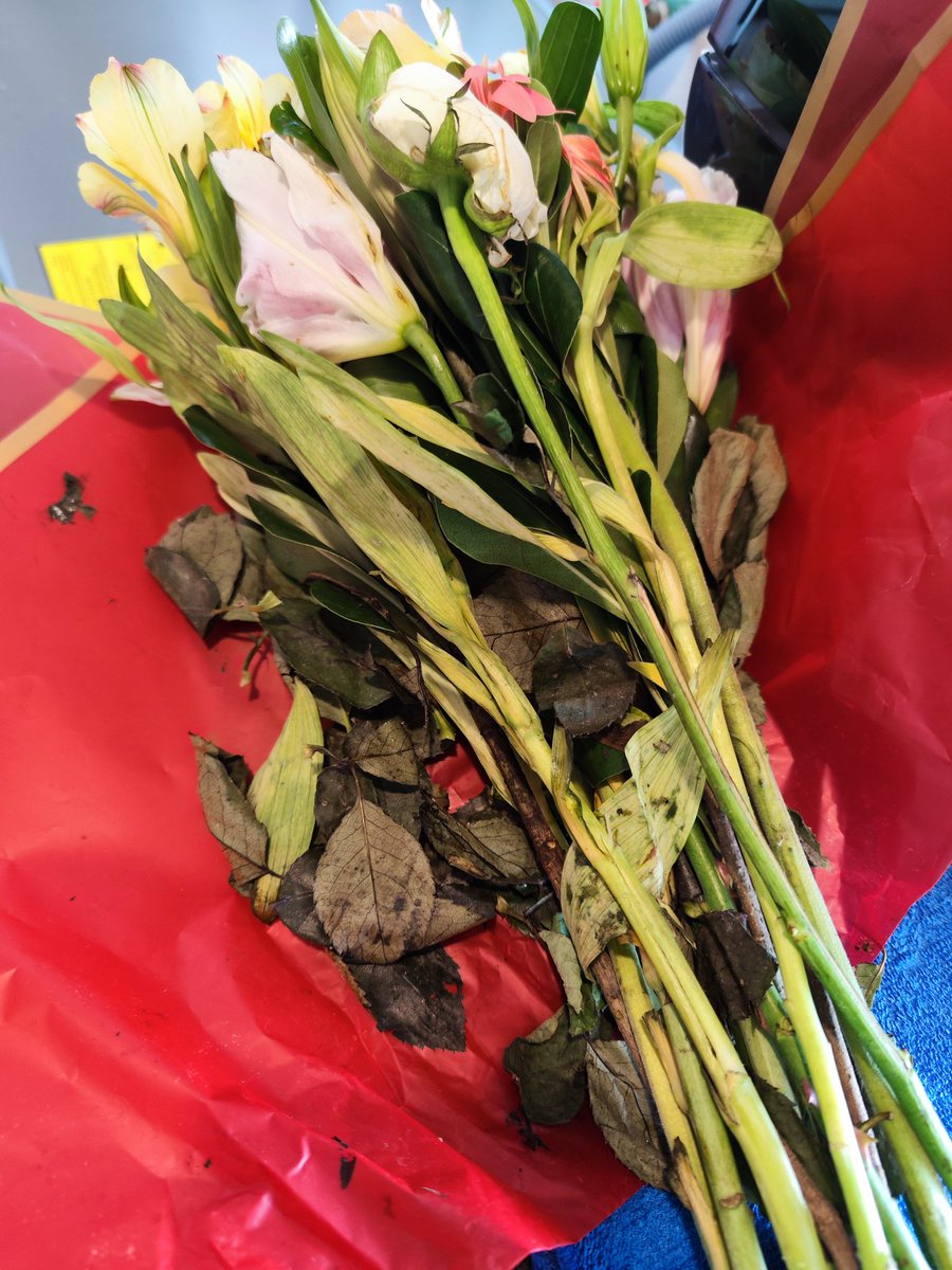 IvelSanchez's tweet photo. Me acaban de entregar estás flores de HEB Zibata, todas marchitas, ojalá me respondan como dicen, que su servicio es excelente.....gastar $191 pesos por esto que vergüenza para ustedes https://t.co/VvsxKk2JgN