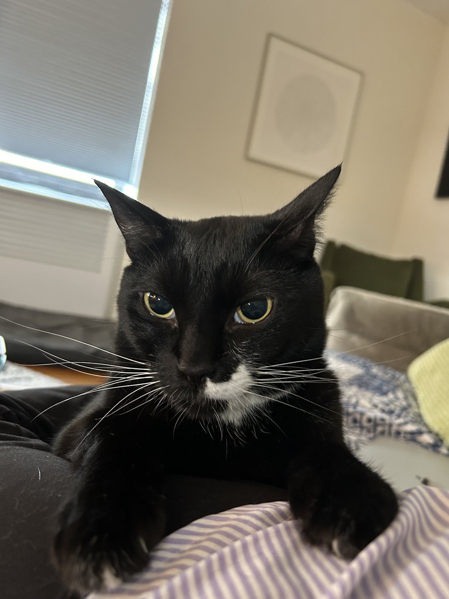 Smudge is the master of the "irked". 

#Cat #kitten #blackcat #grumpy #pussycat #pet