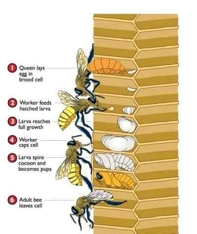 eve_bees's tweet photo. This whole process takes 21 days for a worker bee 🐝
#LincsConnect #MHHSBD #TheCraftersUK #honey
#bees #lifecycle #lifecycleofabee #honeybees #workerbee https://t.co/UDsiIm6VY2