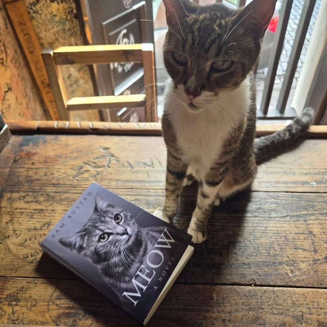 boozewithmews's tweet photo. For #InternationalCatDay🐱, Cleo from El Batey bar, Puerto Rico wanted to share a poignant and inspiring excerpt from her favourite book. You've truly touched our heart with your chosen words, Cleo.🐱📖
#CatsOfX #pubcats https://t.co/hmgUatshzK