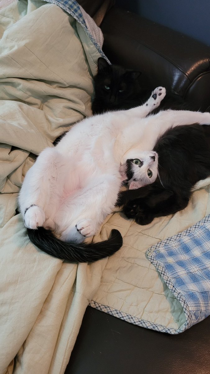 jaustindrake's tweet photo. @Mikasacus Happy cat day from our silly fellas to yours! https://t.co/ri5atveyLM