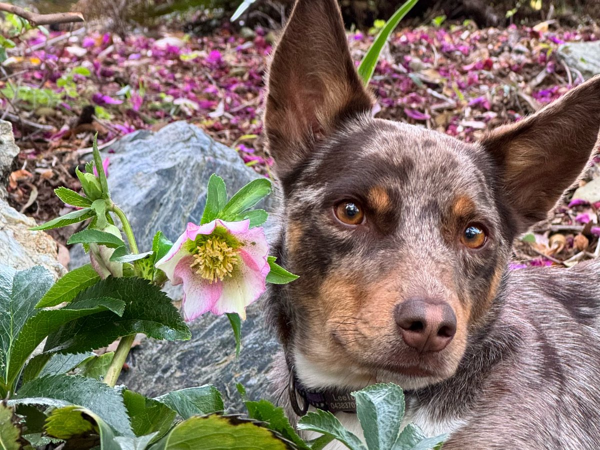 The_Hepsta's tweet image. Only 3 weeks til Spring and we have our first Hellebore! Isn’t she pretty 😀 Now dids you know, this flower used to symbolise delirium 😯 but now it stands for peace 🕊️ And guess what, it is for you 🐶🌸🤍
#floofsforyou