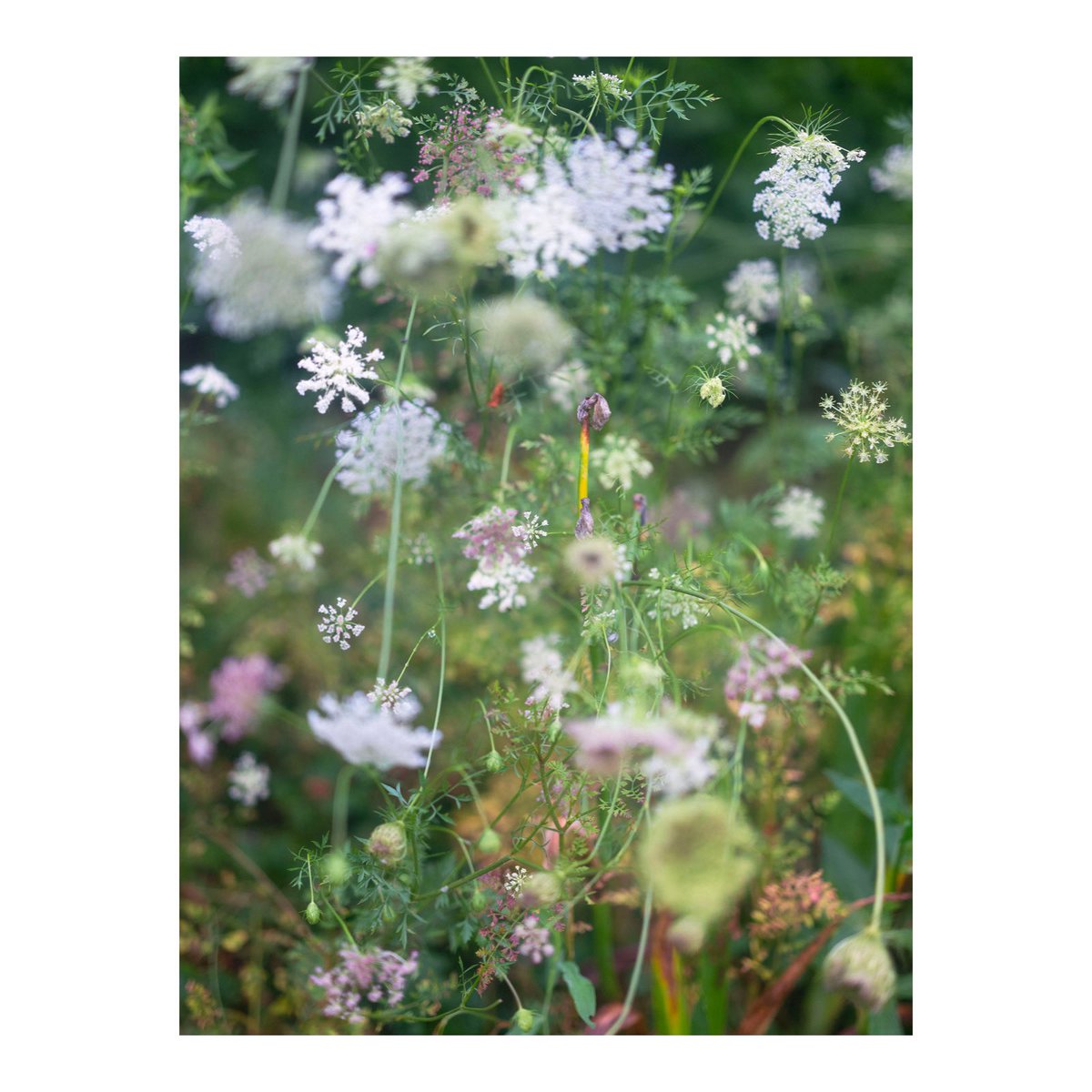 summer rain, still lovely though