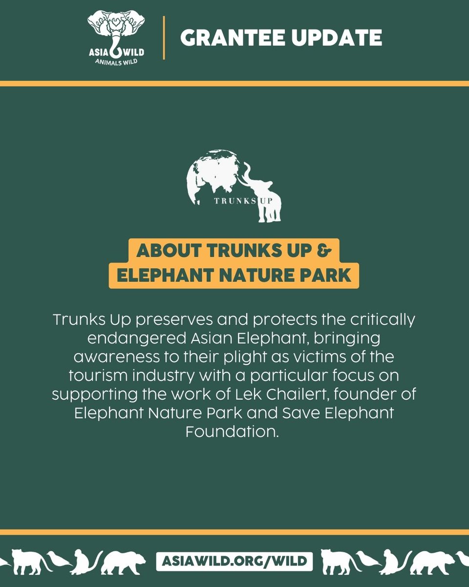 asiawildorg's tweet image. #PartnerUpdate: @jointrunksup &amp;amp; @elephantnaturep 🐘🌴

🌿 #AsiaWild is supporting #Elephants rescued by Trunks Up &amp;amp; ENP w/funding for their new veterinary clinic!

💛 Donate now &amp;amp; protect Elephants. Visit asiawild.org/wild or text WILD to 24365.

#AnimalsWild #AsianElephant