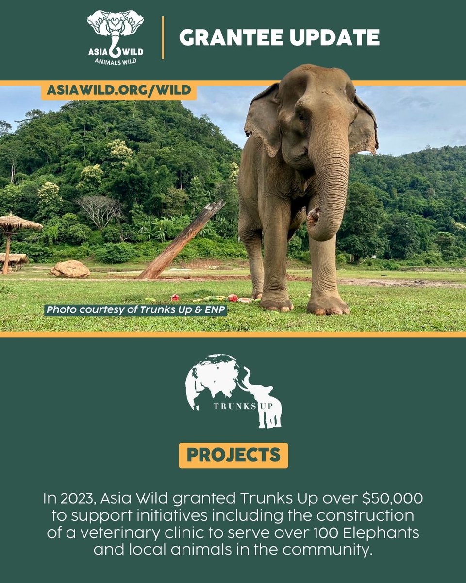 asiawildorg's tweet image. #PartnerUpdate: @jointrunksup &amp;amp; @elephantnaturep 🐘🌴

🌿 #AsiaWild is supporting #Elephants rescued by Trunks Up &amp;amp; ENP w/funding for their new veterinary clinic!

💛 Donate now &amp;amp; protect Elephants. Visit asiawild.org/wild or text WILD to 24365.

#AnimalsWild #AsianElephant