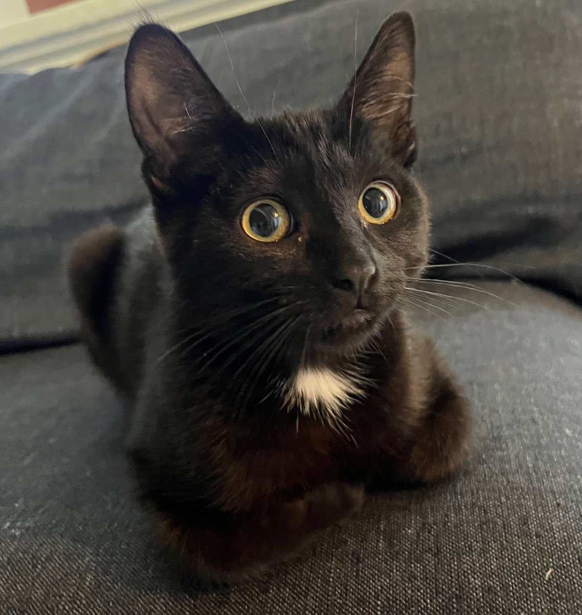 givemesheltersf's tweet photo. We are 4-month-old girls! We can be adopted separately if you have a young cat at home. 

I’m Tartine, a sweet &amp; gentle #minipanther kitten. I’m Macaroon, the tortie, and I’m a purrfectly sweet kitten with lots of cuddly energy.

https://t.co/9d7hTqGzQj

https://t.co/7LXWKnHTLD https://t.co/eTUNCenGZN