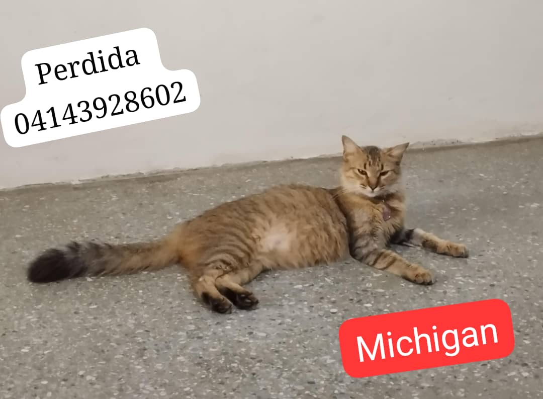 mí gatica está perdida desde ayer en el sector 6. Responde con el nombre de Míchigan. Si alguien tiene alguna información por favor contactarme 04143928602. Gracias #cañadeazucar #Mbi #Maracay