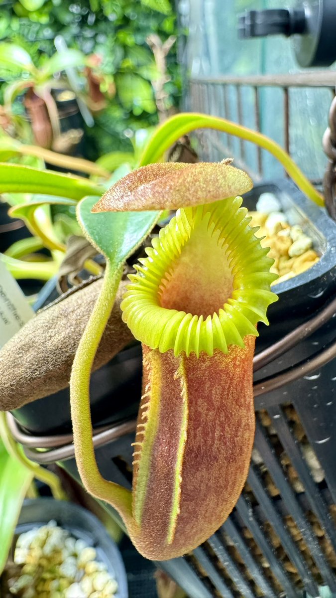 うちにもtambuyukon のYellow peristome Red pitcherの個体あった👀小さかったときは襟も赤かった記憶🤔