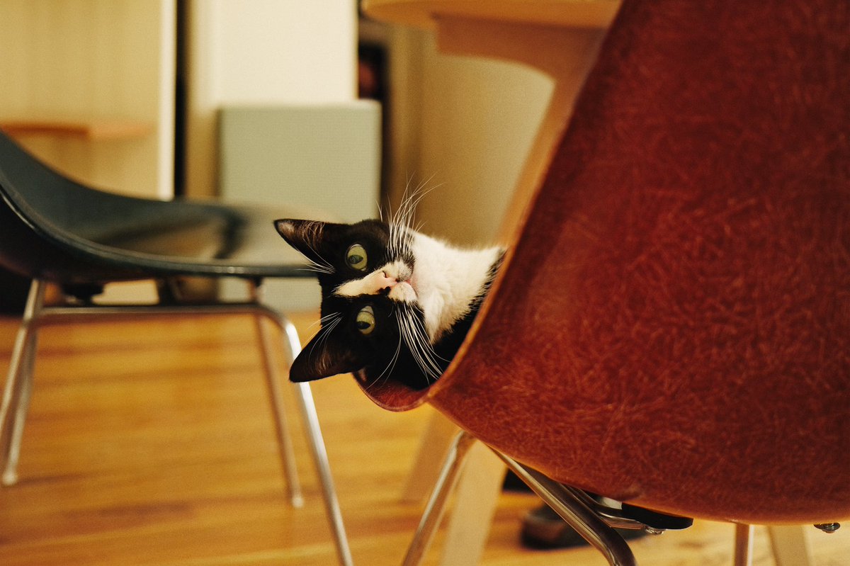 CheetoTuxedo's tweet photo. Thunder, lightning, chaos... I don’t care, unless I hear that sweet, sweet can pop. 😻🔊 #InternationalCatDay https://t.co/9ZtCZaZhP5