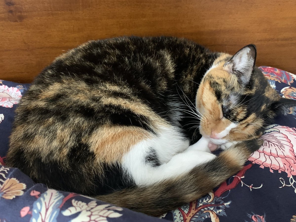 mfalvarez121's tweet photo. Afternoon nap with the #calico https://t.co/WVvyFUNXGN