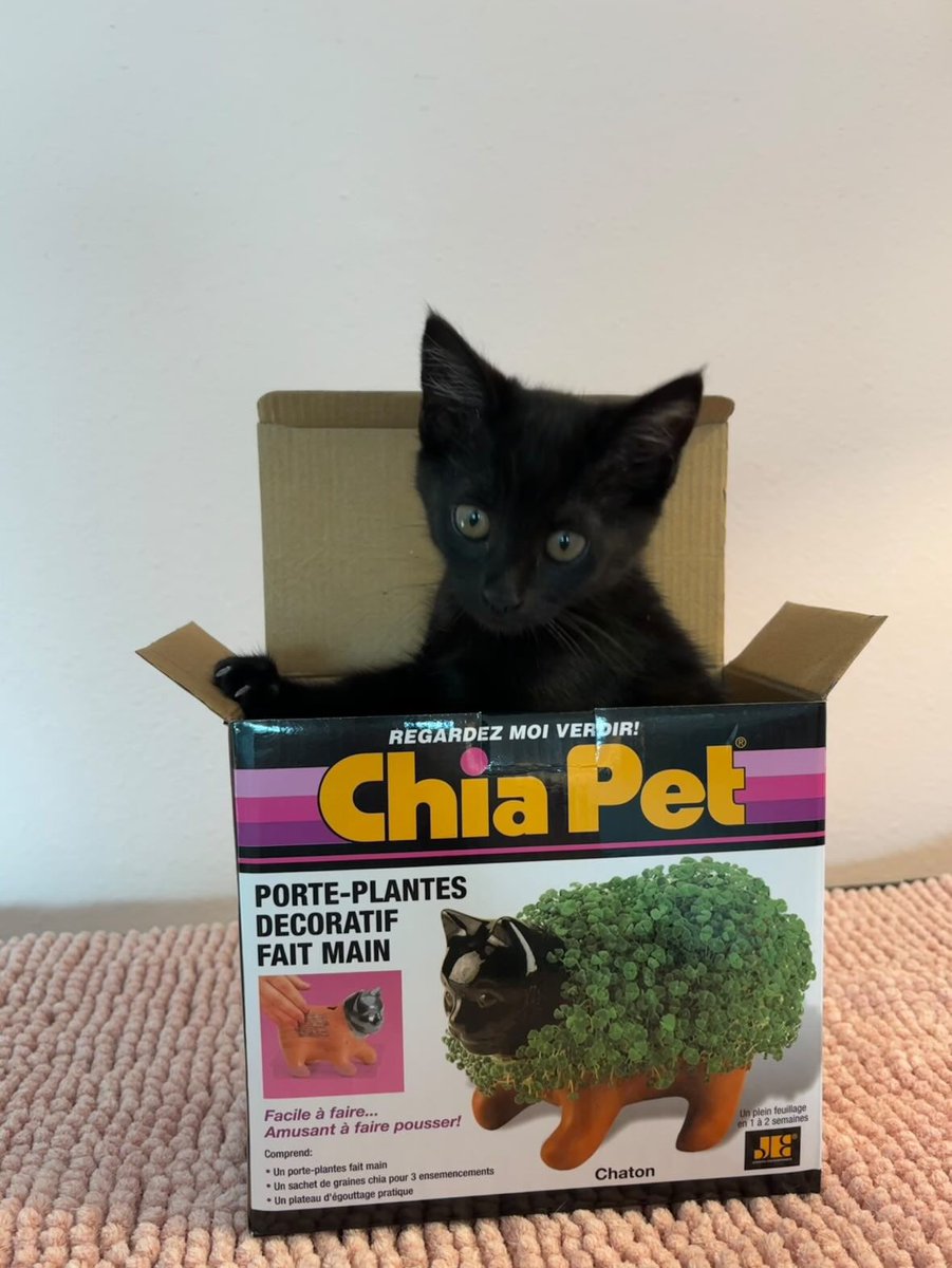 Chia Pet (@chiapetofficial) on Twitter photo You've gotta be kitten me right meow it's #nationalcatday! 🐈⬛♥️🌱
📸 <a href="/jessicachuffman/">Not Jessica</a> (IG)
#chiapet #cutecats #catlife #catlovers #catscatscats #catday #cutecat #catsofig #catlover You've gotta be kitten me right meow it's #nationalcatday! 🐈⬛♥️🌱
📸 <a href="/jessicachuffman/">Not Jessica</a> (IG)
#chiapet #cutecats #catlife #catlovers #catscatscats #catday #cutecat #catsofig #catlover