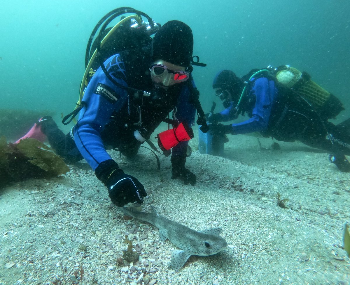 Fanequeiro's tweet photo. Same technique #acoustictelemetry 📡 and same #NationalPark, different project #CONECTEE @oapngob different species #elasmobranchs 🦈
#Tech4Wildlife 2024 awards @WILDLABSNET https://t.co/dnSXUszukv
