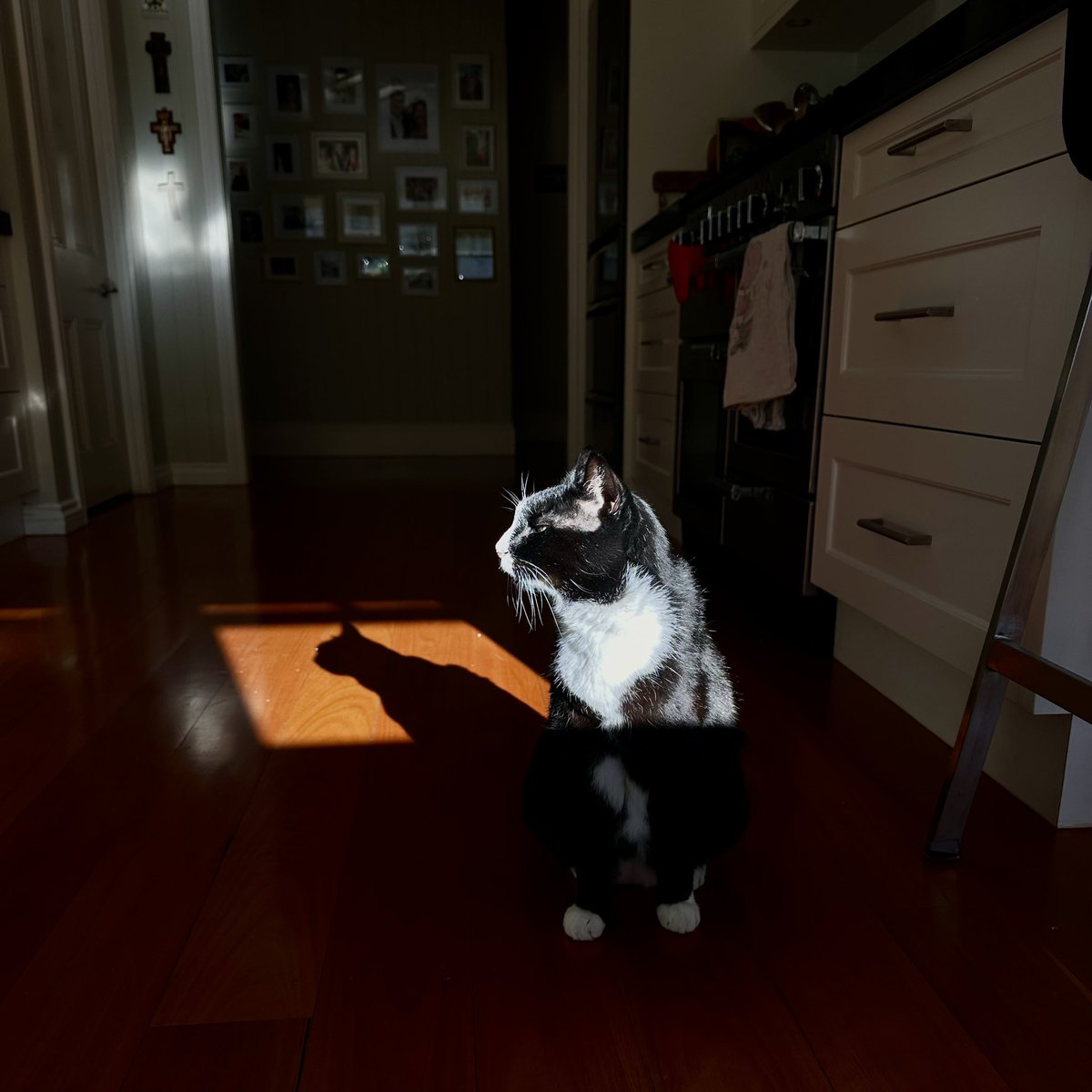 GabChiz's tweet photo. @rickygervais What do you mean “day”? Isn’t every day international cat day? https://t.co/t3aAAL2XMs