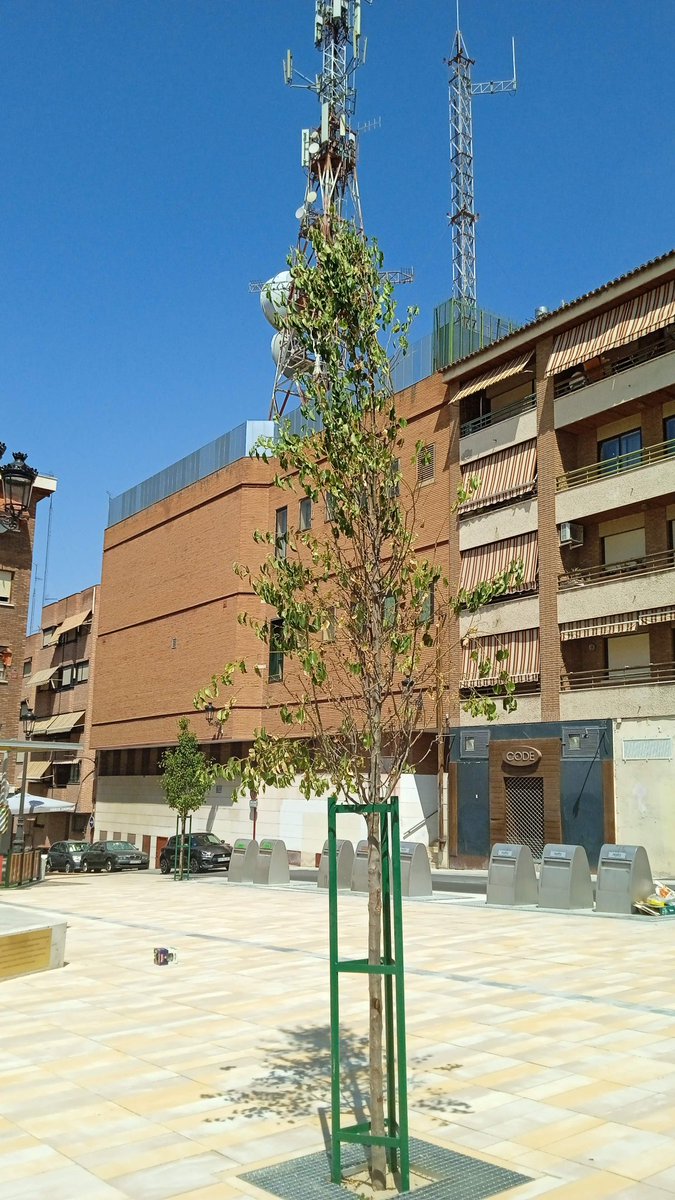 No se puede decir de forma más clara: el actual urbanismo basado en cortar árboles nos lleva a ciudades estúpidas en las que pronto no se podrá sobrevivir.
Ejemplo actual en Guadalajara la reforma de Prim, un derroche de 1 M € donde hemos perdido 12 acacias sanas.
Lamentable.