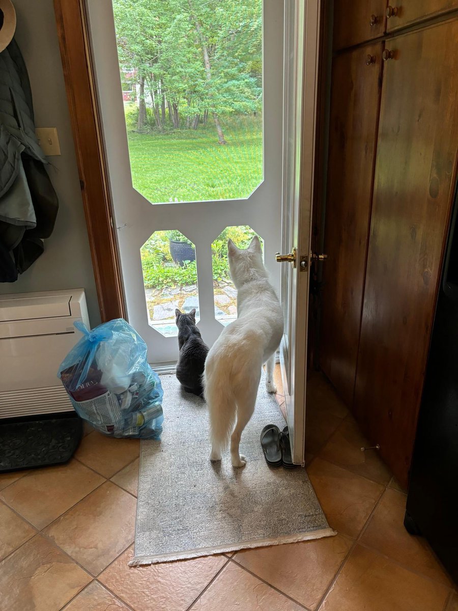 SPCAAR's tweet photo. …is ready to be on the boat while under sail, but her willingness to learn, explore &amp; adapt is admirable.  

I've attached a few pictures of Lucy in her new surroundings - please share with the SPCA team, who were all so good to her. "

#saintjohnspcaanimalrescue
#saintjohn

4/4 https://t.co/S96kfERrbh