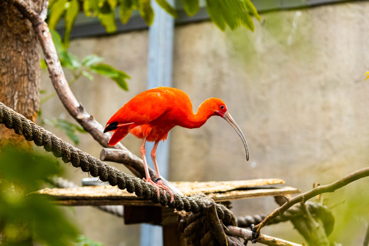 Sometimes the names of animals make no obvious sense. Whoever came up with “scarlet ibis” for these birds really nailed it though! ❤️🪶