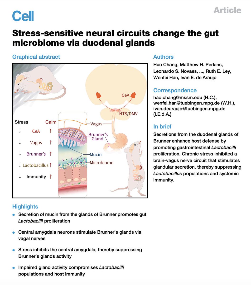 Why do you tend to get sick when you're stressed? Fascinating work:

"Stress leads to disarray of the gut microbiome, which in turn causes inflammation and a drop in the body’s ability to fend off infection."

"Stress can make people feel sick, and bacteria in the gut might be to