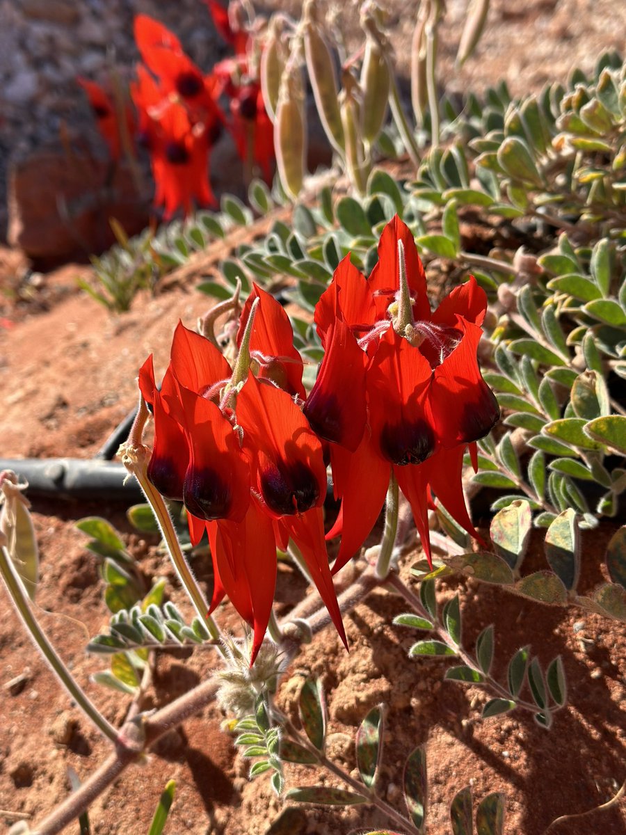 A little splash of Sturt’s Desert Pea to start your day