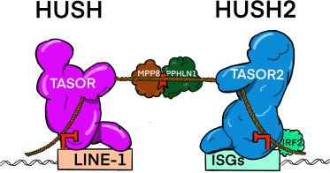 Geoff Faulkner (@faulkner_lab) on Twitter photo I happily wrote a Preview for the recent HUSH2 story <a href="/MolecularCell/">Molecular Cell</a> from the Tchasovnikarova lab
Preview:
tinyurl.com/5n6jrwut
Article:
sciencedirect.com/science/articl…
The HUSH-HUSH2 link from L1 transcription to innate immunity could complicate efforts to target L1 in disease. I happily wrote a Preview for the recent HUSH2 story <a href="/MolecularCell/">Molecular Cell</a> from the Tchasovnikarova lab
Preview:
tinyurl.com/5n6jrwut
Article:
sciencedirect.com/science/articl…
The HUSH-HUSH2 link from L1 transcription to innate immunity could complicate efforts to target L1 in disease.