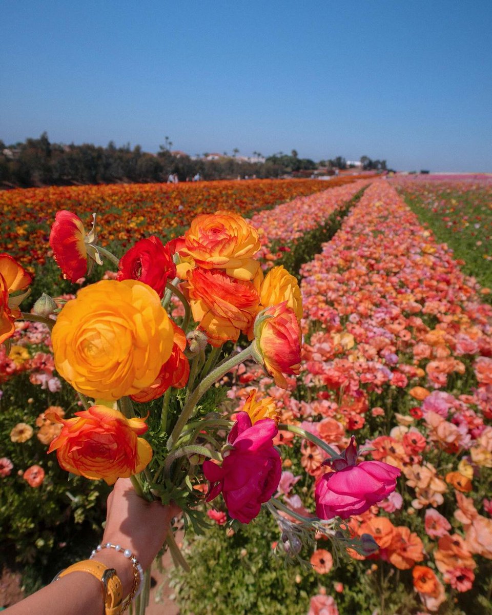 #Didyouknow you can grow Flower Fields' ranunculus at home? Order your Tecolote Ranunculus bit.ly/3YDTAvE. Happy planting! 🌷