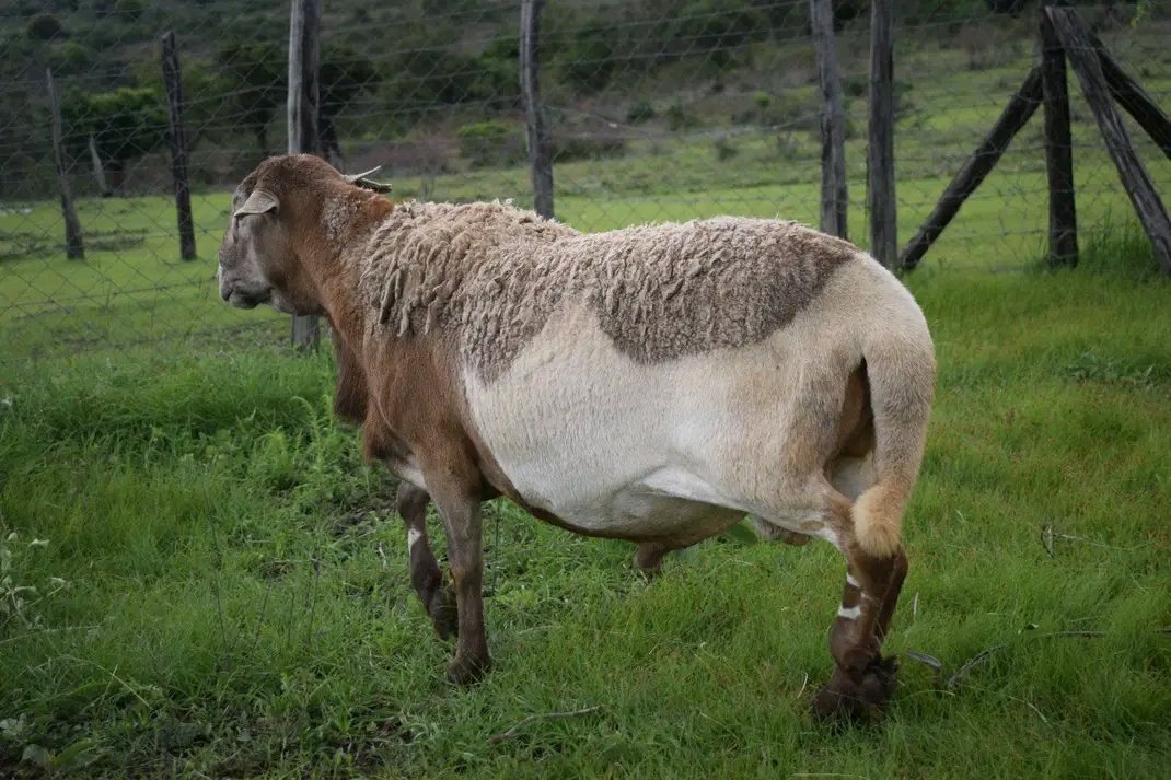 mkulimayoung's tweet photo. "Exploring the resilience of Meatmaster sheep: A breed built for harsh climates, low maintenance, and top-quality meat. Perfect for sustainable farming. 🐑🌾a meat master sheep can weigh between 90-110kg #Meatmaster #SustainableFarming #LivestockInnovation #Agriculture"
https://t.co/YodUEDhBgK is your market place of agricultural produce
📷 @Acaciaveldslivestockbreeders