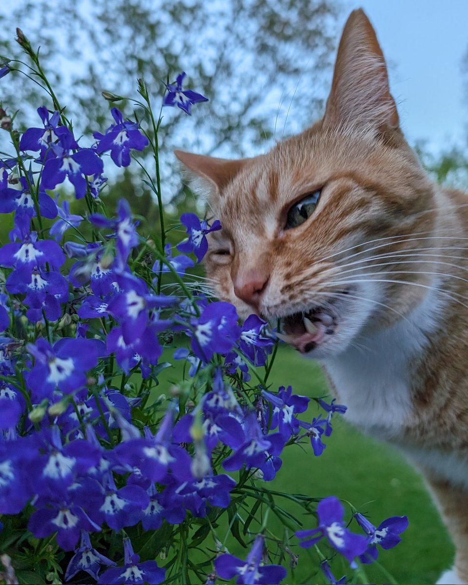 Sarah Rums tweet media