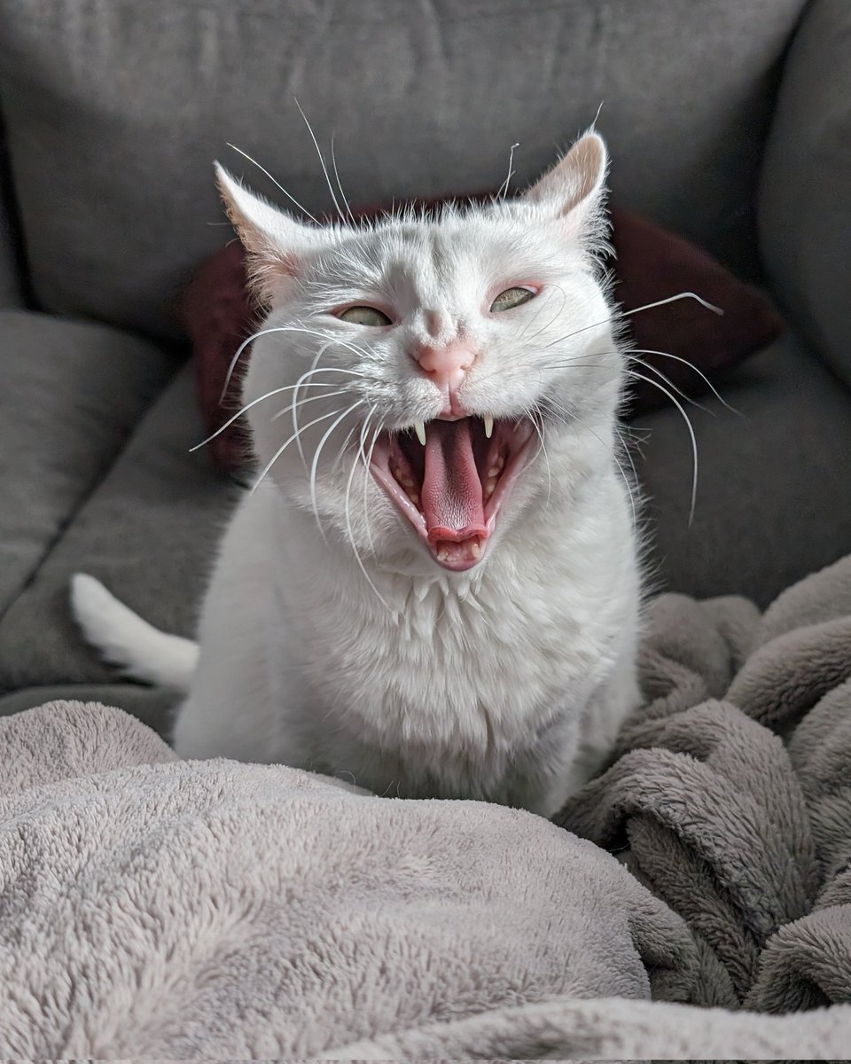 Sarah Rums tweet media