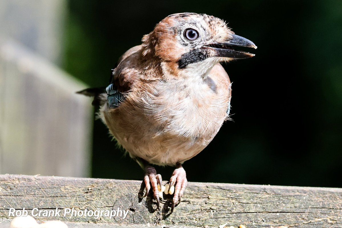 cranky1456's tweet photo. @BirderBro My final offering for #ThursJay with a Jackdaw, Rook, Jay &amp; Magpie wanting to be the chosen ones.
#TwitterNaturePhotography #NatureTherapy #birdphotography #TwitterNatureCommunity #wildlifephotography #Natures_Voice https://t.co/kAMs8vVKws