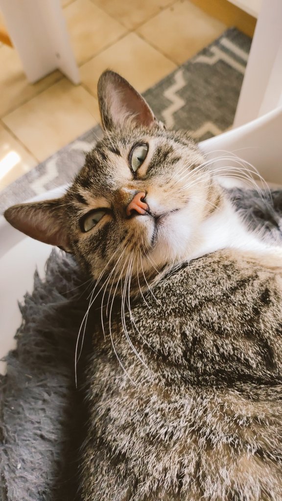 Heute ist Tag der Katze und ich erfahre das erst jetzt?????