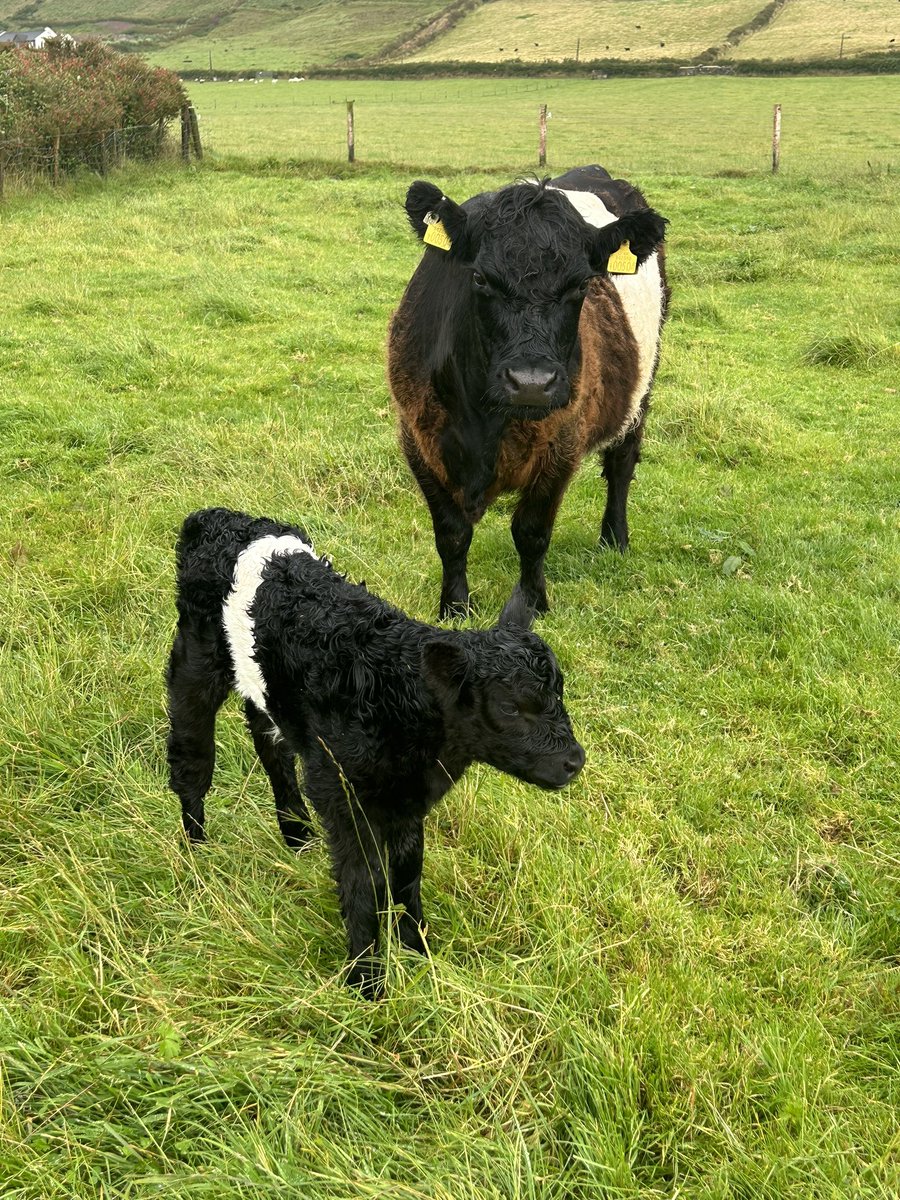 Cute Beltie Calf born this morning sired by BY4875. BALLYLOUGH RANGER with proud Mother.
<a href="/doveagenetics/">Dovea Genetics</a> <a href="/cbelties/">CLONBURREN BELTIES</a> <a href="/AgritimeRK/">AgritimeRK</a>